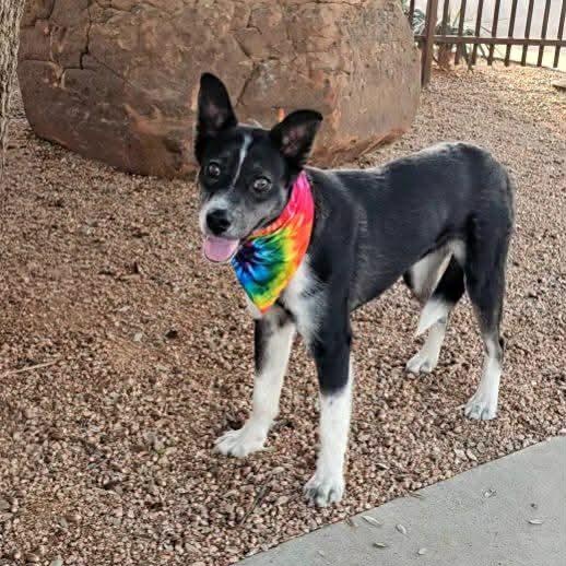 Enlarge Jasper Ray , a ADOPTABLE mixed breed in Pelham, NH image 2/5