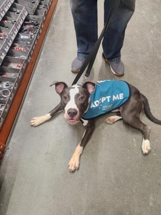 Enlarge Adam, a Adoptable mixed breed in Sterling Heights, MI image 1/3