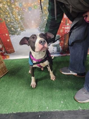 Enlarge Adam, a Adoptable mixed breed in Sterling Heights, MI image 2/3