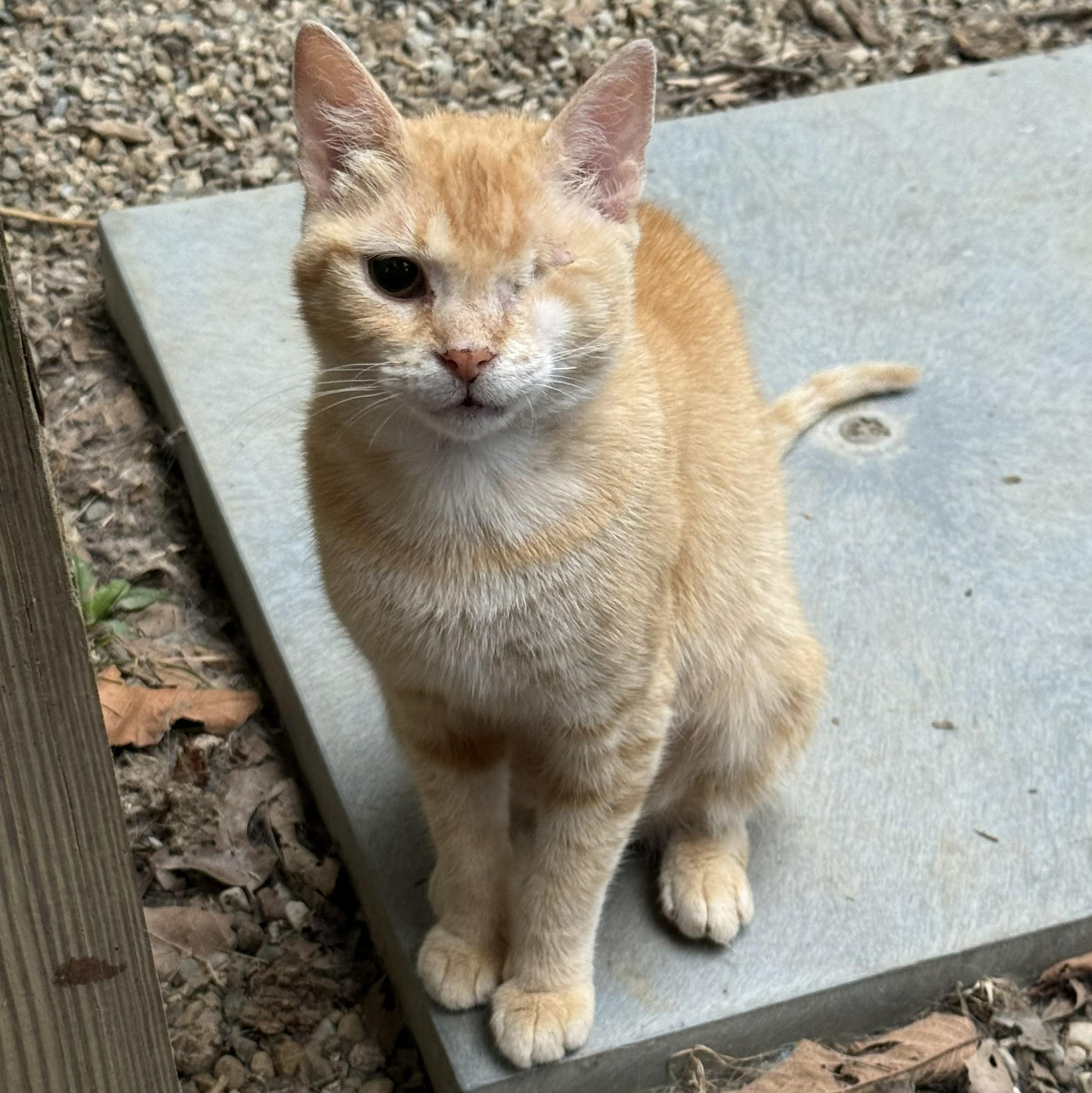 Goldie Hawn, a ADOPTABLE Tabby in Richmond Dale, OH image 1/2