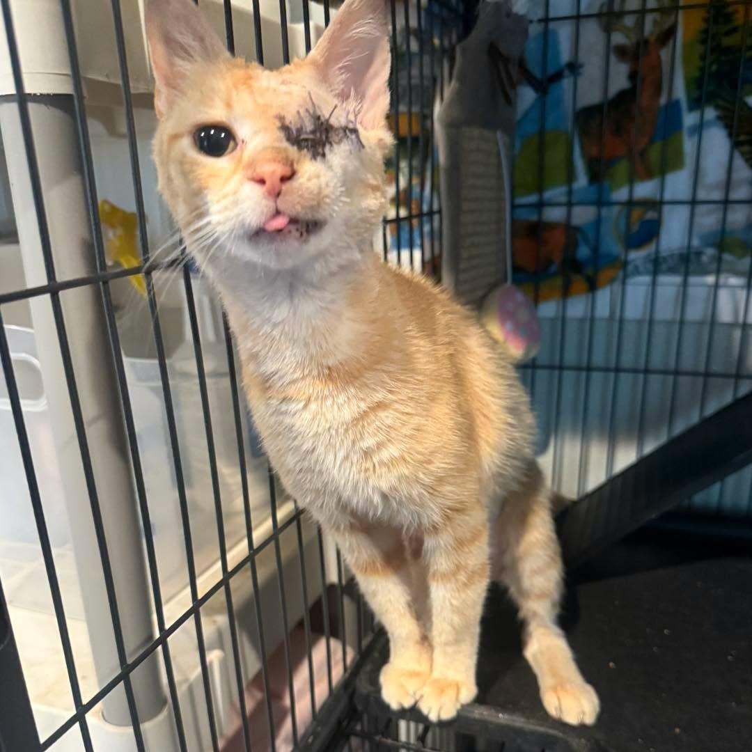 Goldie Hawn, a ADOPTABLE Tabby in Richmond Dale, OH image 2/2