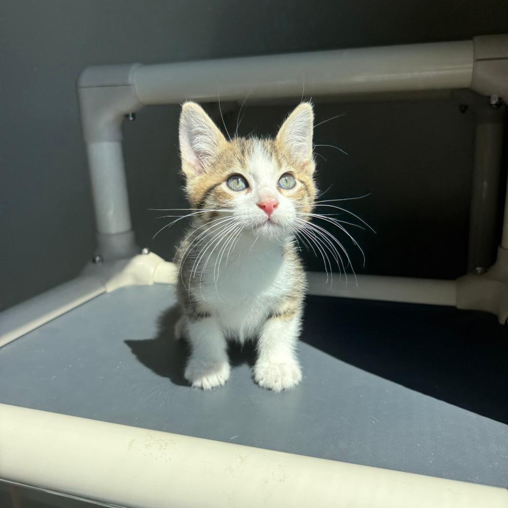 Wilson, Adoptable, Kitten Male Domestic Short Hair.