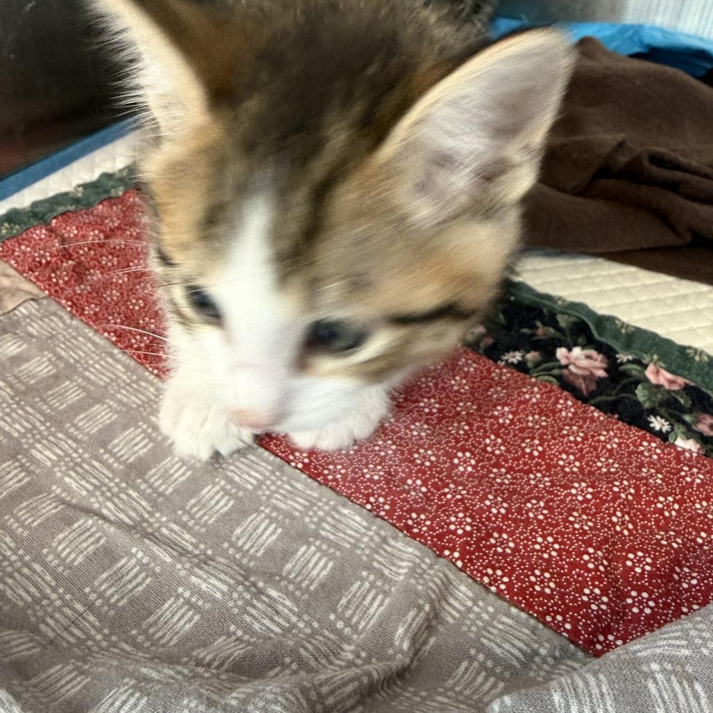 Enlarge Wilson, a Adoptable Domestic Short Hair in Ponca City, OK image 2/3