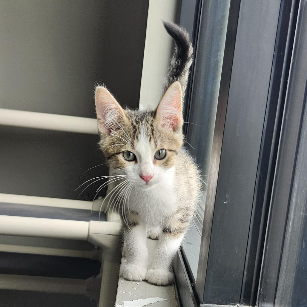 Enlarge Wilson, a Adoptable Domestic Short Hair in Ponca City, OK image 3/3