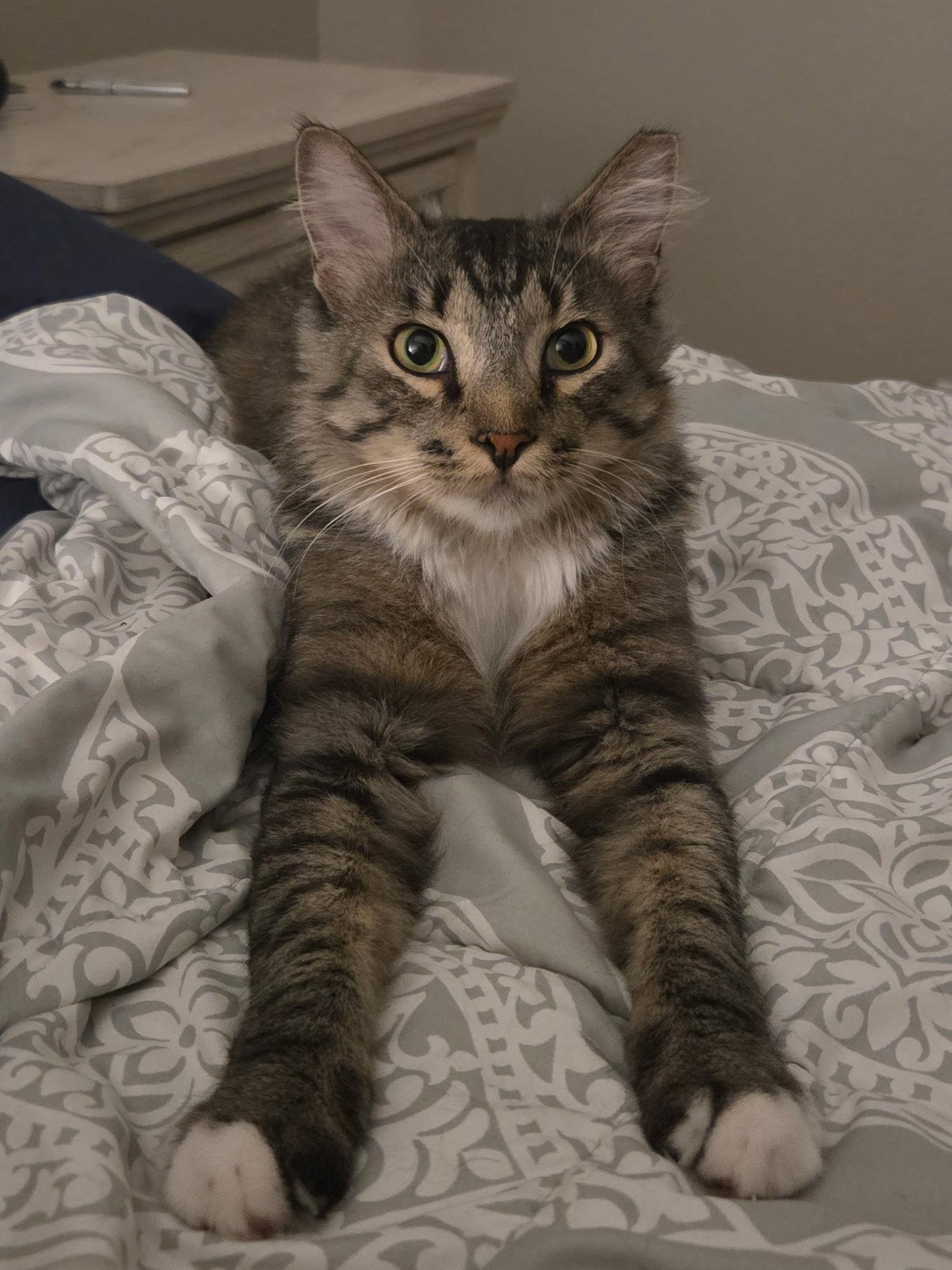Enlarge Rookie, a Adoptable Domestic Medium Hair in Scottsdale, AZ image 2/3