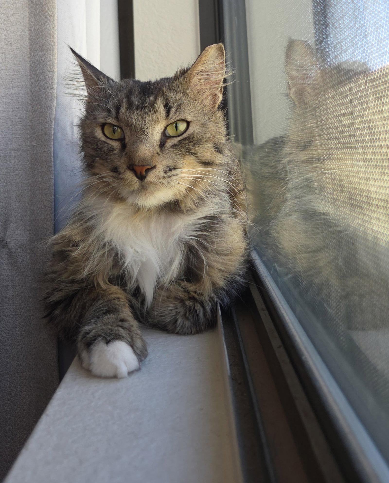 Enlarge Rookie, a Adoptable Domestic Medium Hair in Scottsdale, AZ image 3/3