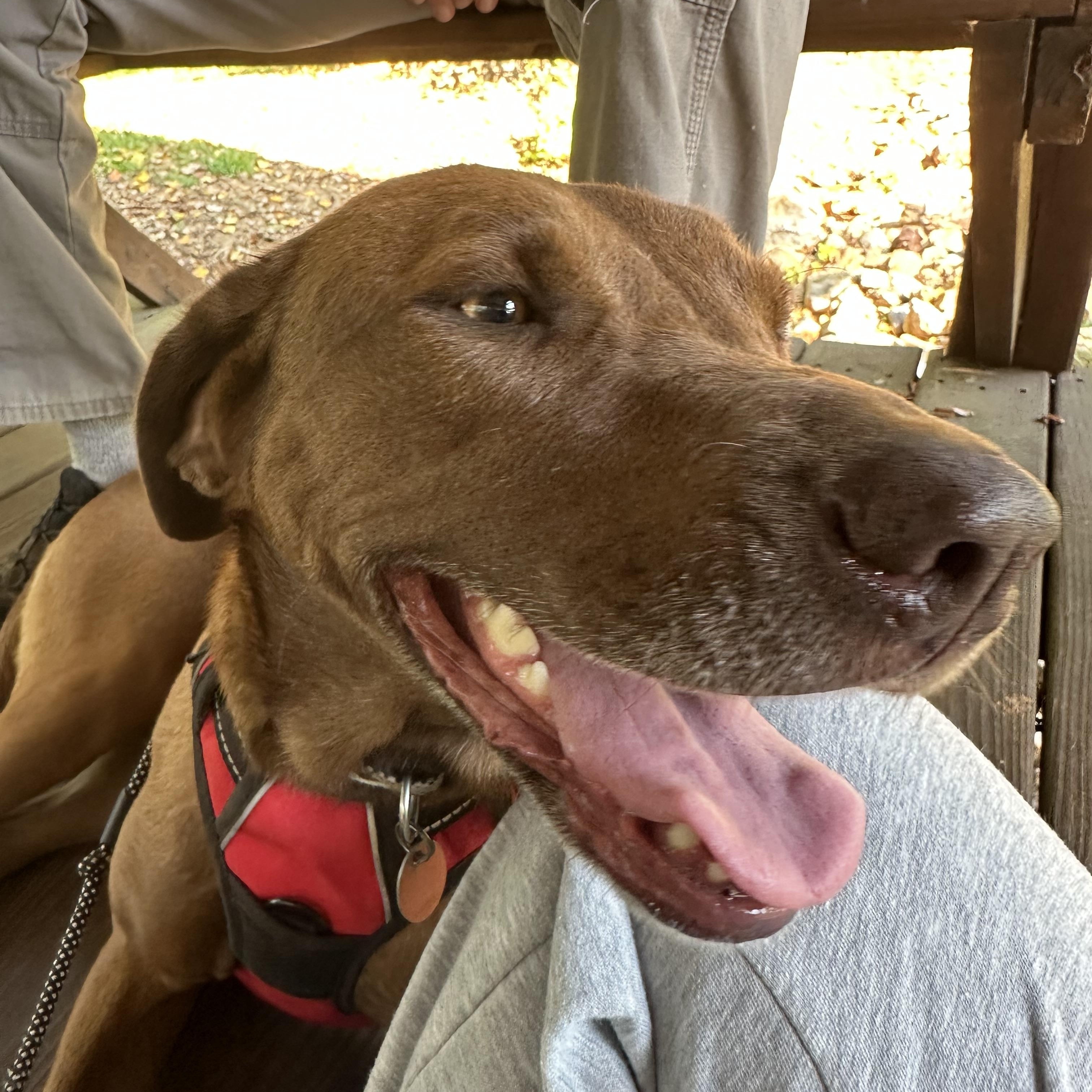 Enlarge Mona, a Adoptable mixed breed in Baton Rouge, LA image 6/6