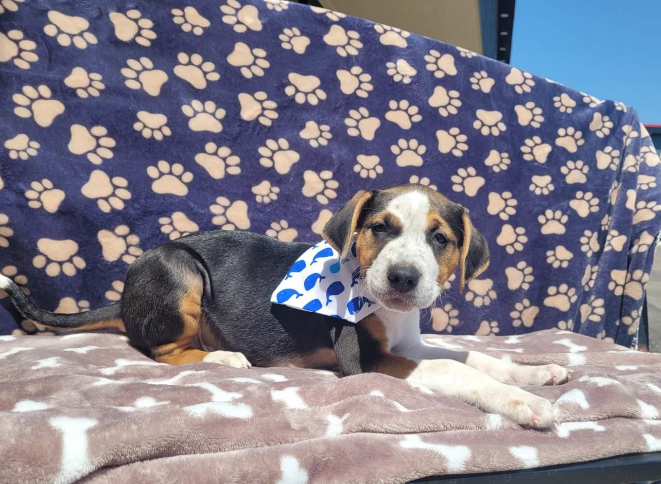 Peanut - [ ]  Saturday Pet Supplies Plus 1-3-  5348 Dixie Hwy Waterford, MI 48329)