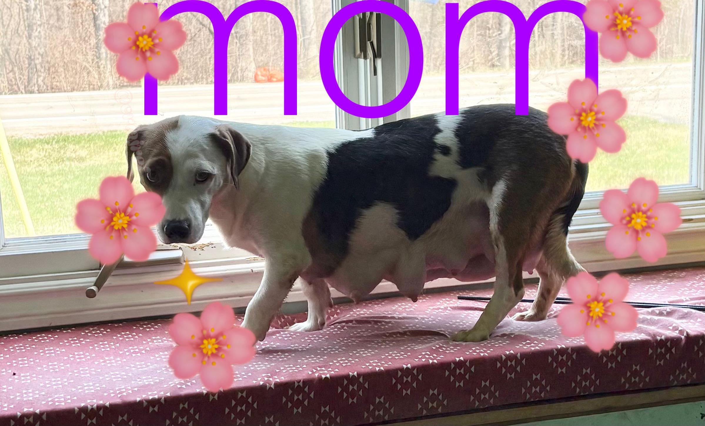 Peanut - [ ]  Saturday Pet Supplies Plus 1-3-  5348 Dixie Hwy Waterford, MI 48329)