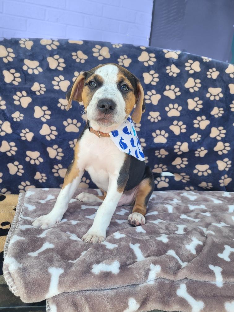 Peanut - [ ]  Saturday Pet Supplies Plus 1-3-  5348 Dixie Hwy Waterford, MI 48329)
