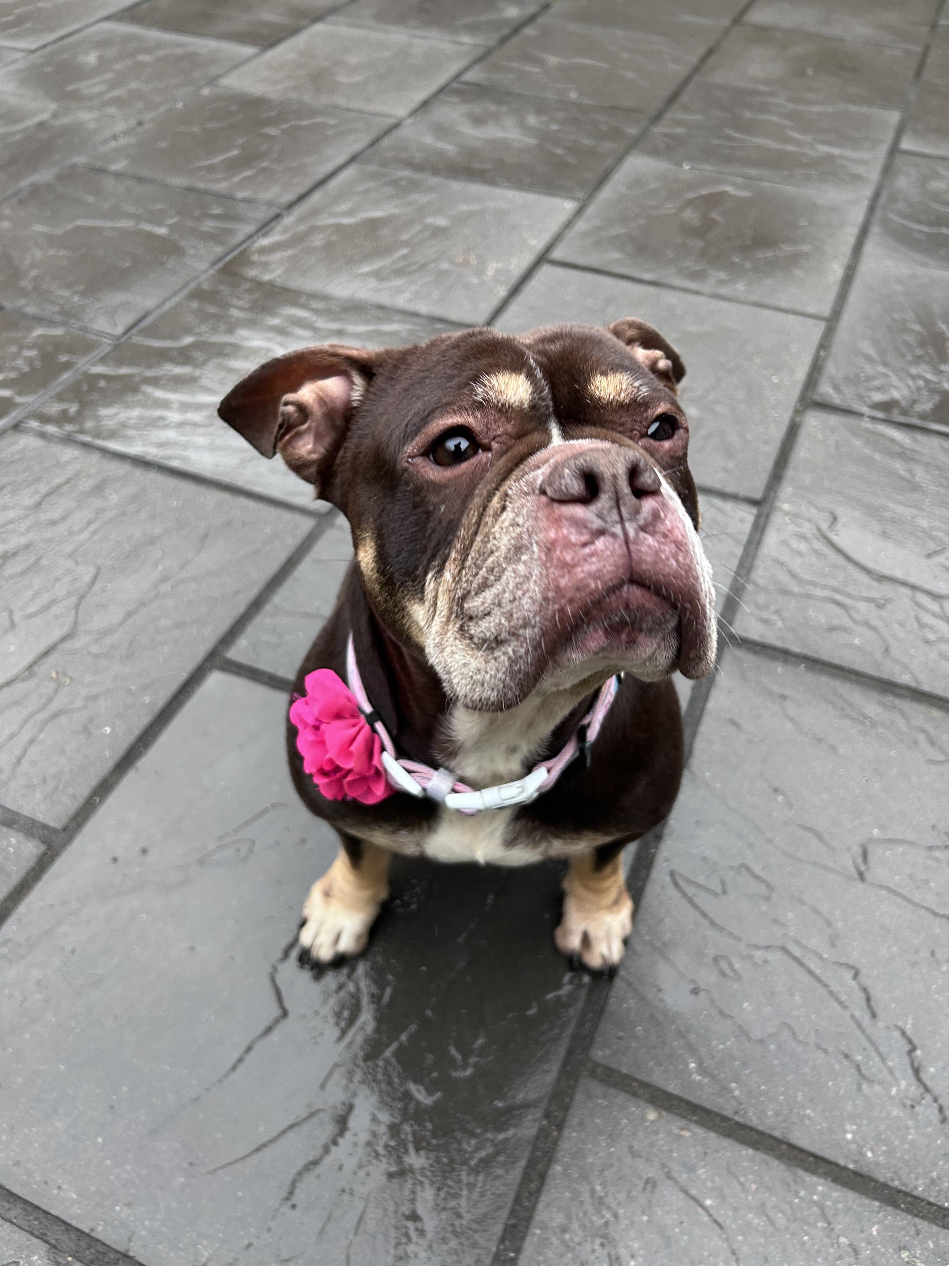 Posey, a ADOPTABLE mixed breed in Colebrook, CT image 2/4