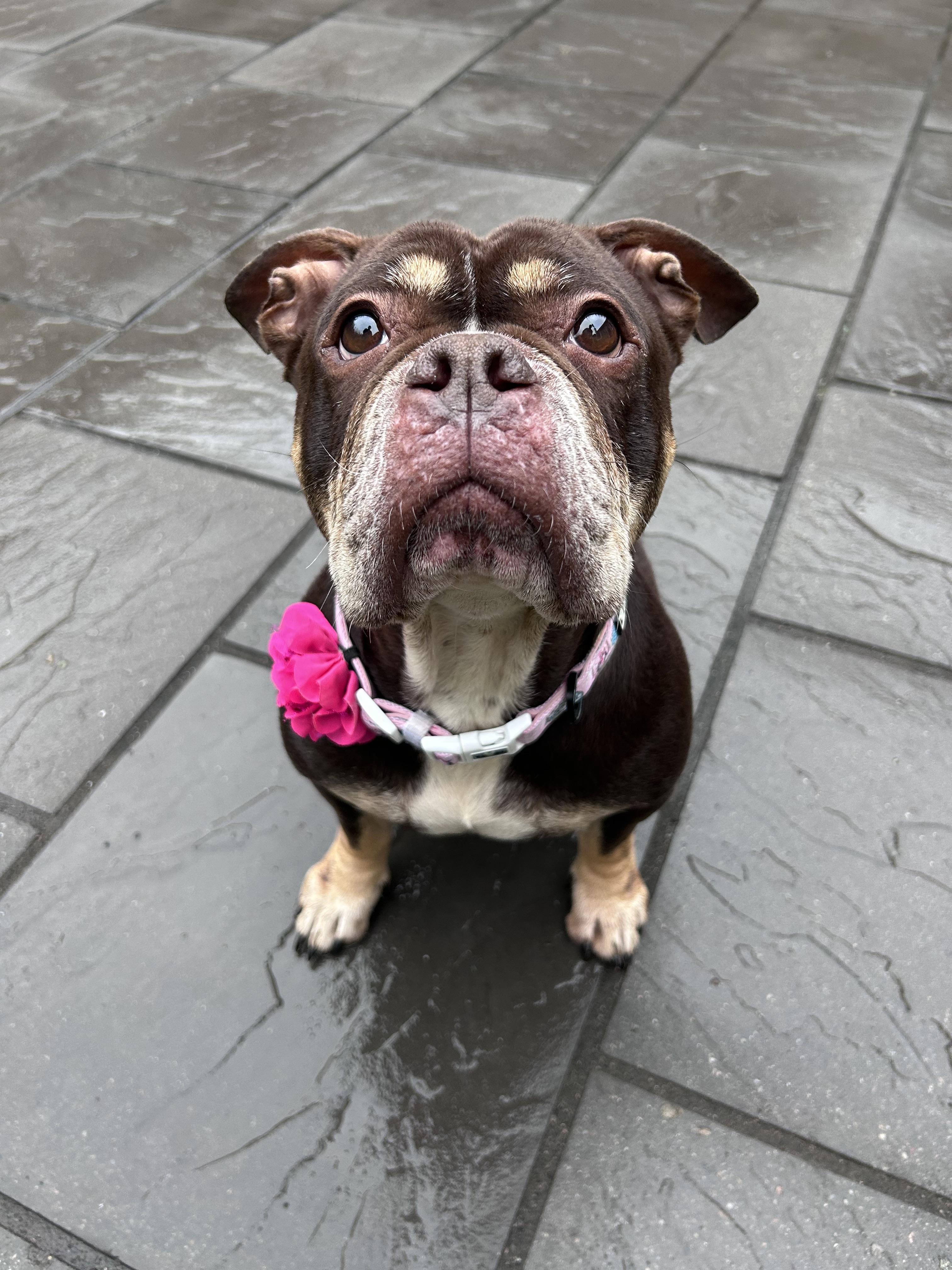 Posey, a ADOPTABLE mixed breed in Colebrook, CT image 3/4