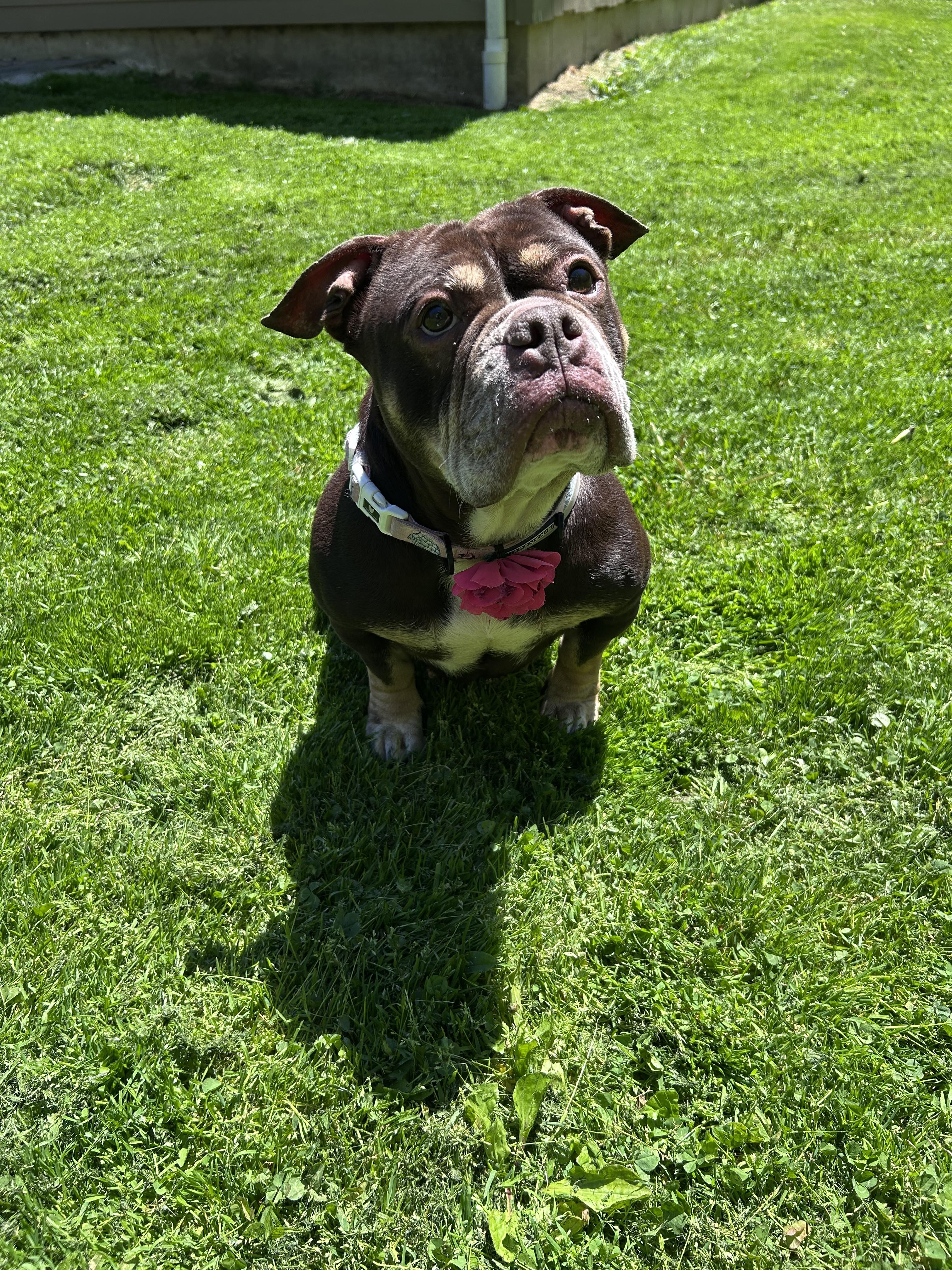 Posey, a ADOPTABLE mixed breed in Colebrook, CT image 4/4