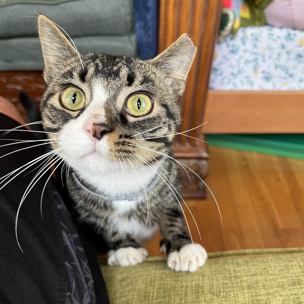 Kraven, a Adoptable Domestic Short Hair in PITTSBURGH, PA image 1/6