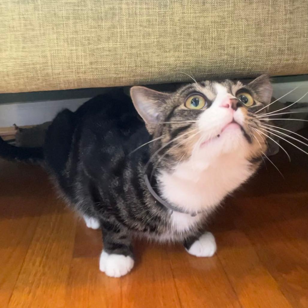 Enlarge Kraven, a Adoptable Domestic Short Hair in PITTSBURGH, PA image 1/6