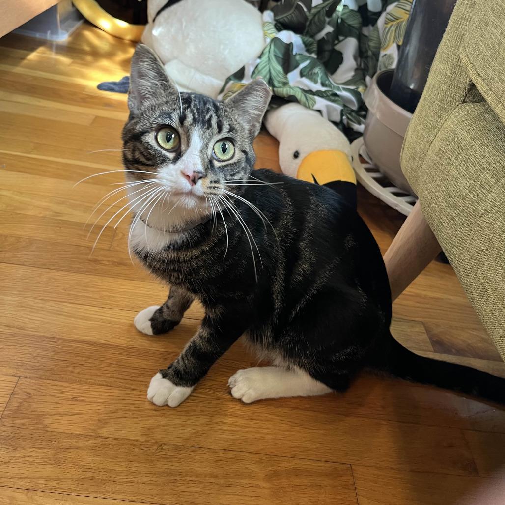 Enlarge Kraven, a Adoptable Domestic Short Hair in PITTSBURGH, PA image 2/6