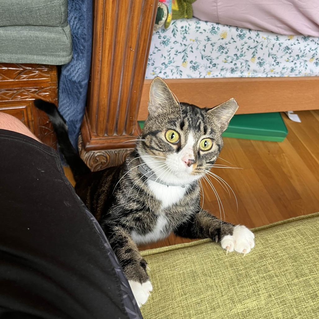 Enlarge Kraven, a Adoptable Domestic Short Hair in PITTSBURGH, PA image 3/6