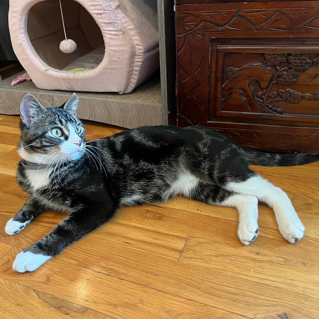 Kraven, a Adoptable Domestic Short Hair in PITTSBURGH, PA image 4/6