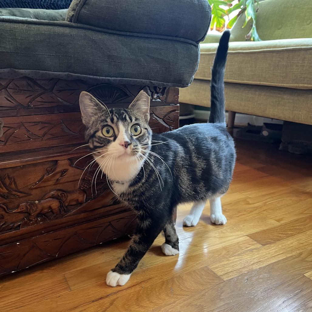 Kraven, a Adoptable Domestic Short Hair in PITTSBURGH, PA image 5/6