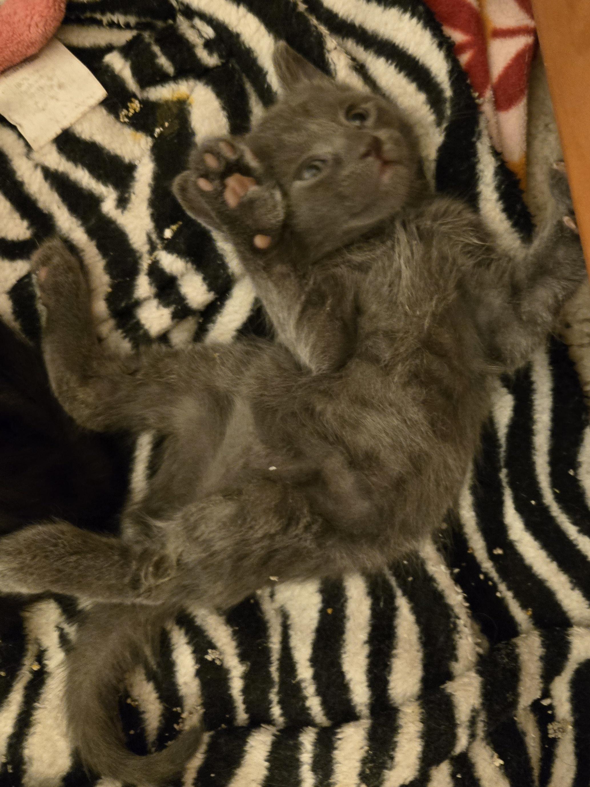 Enlarge Grey female kittens, a Adoptable Domestic Short Hair in Concord, OH image 3/6