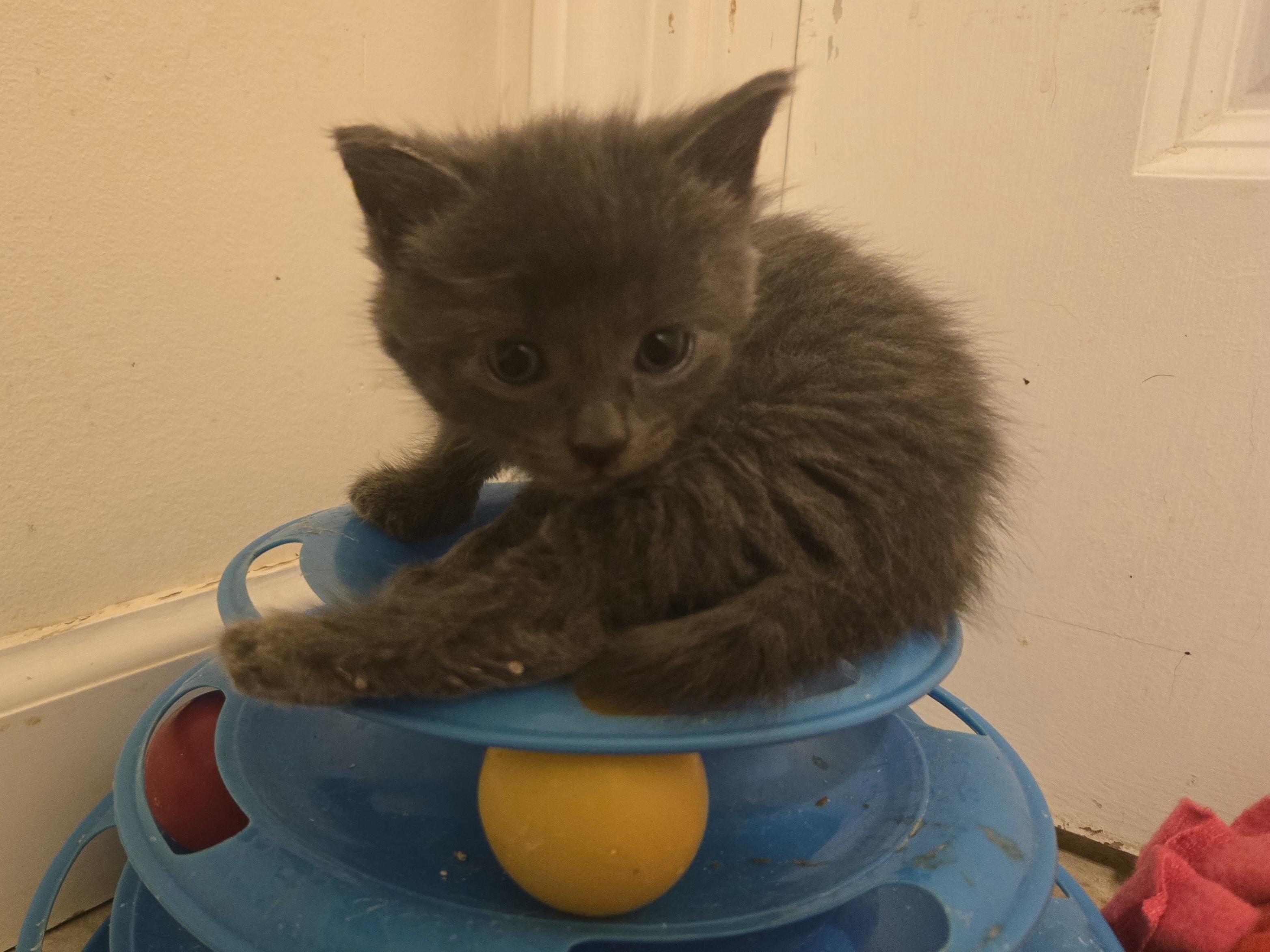 Enlarge Grey female kittens, a Adoptable Domestic Short Hair in Concord, OH image 5/6