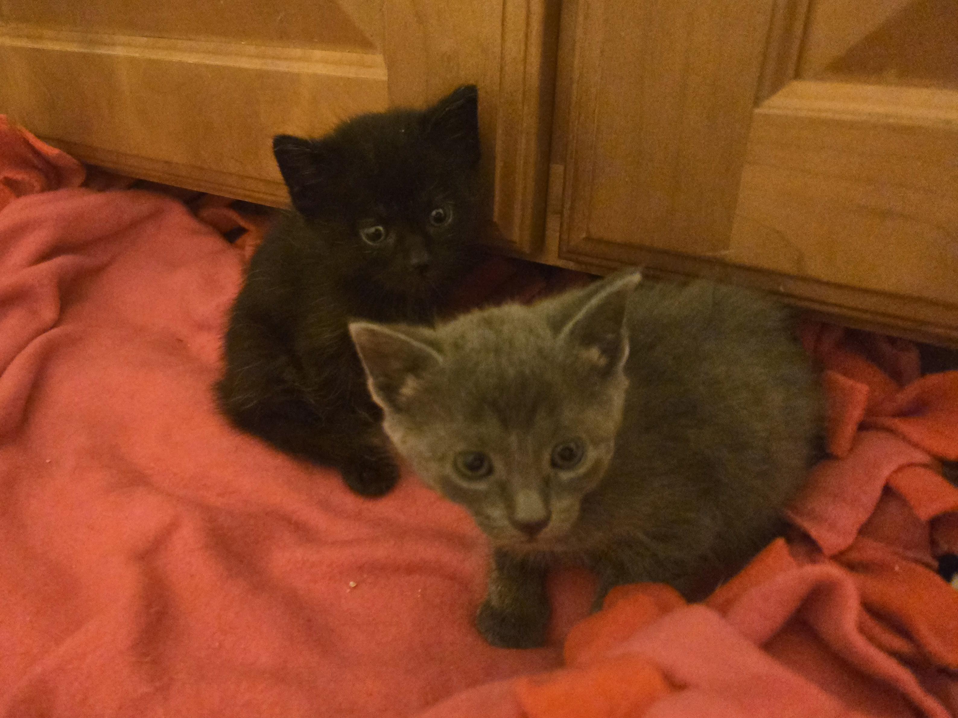 Enlarge Grey female kittens, a Adoptable Domestic Short Hair in Concord, OH image 4/6
