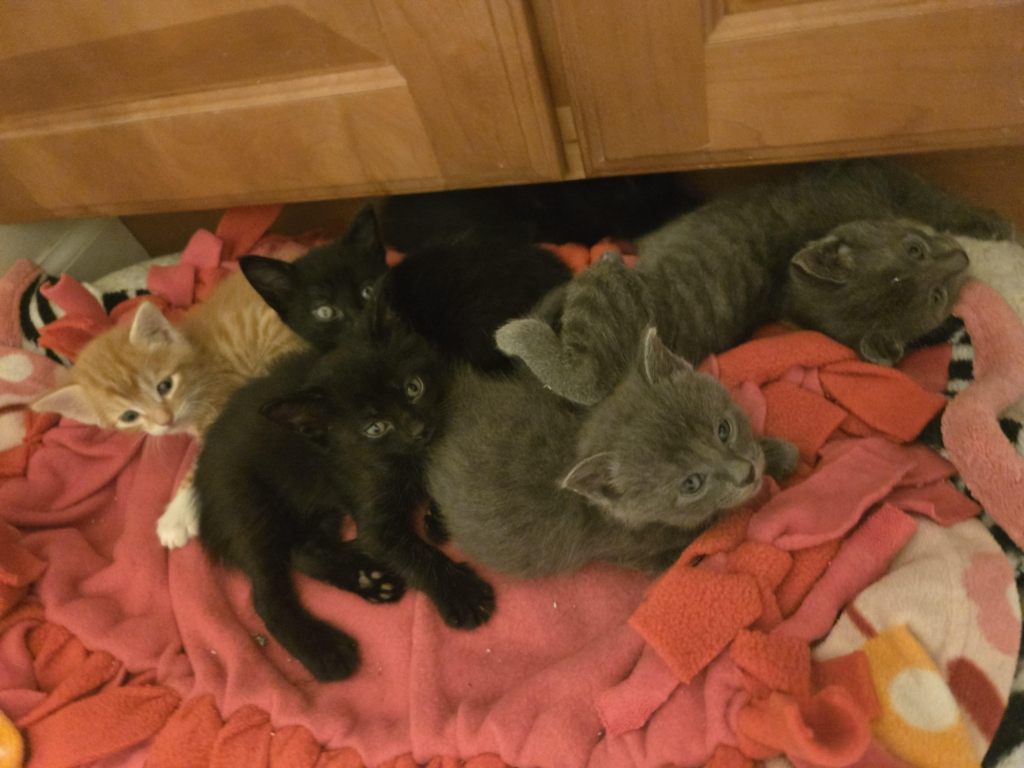 Enlarge Grey female kittens, a Adoptable Domestic Short Hair in Concord, OH image 6/6