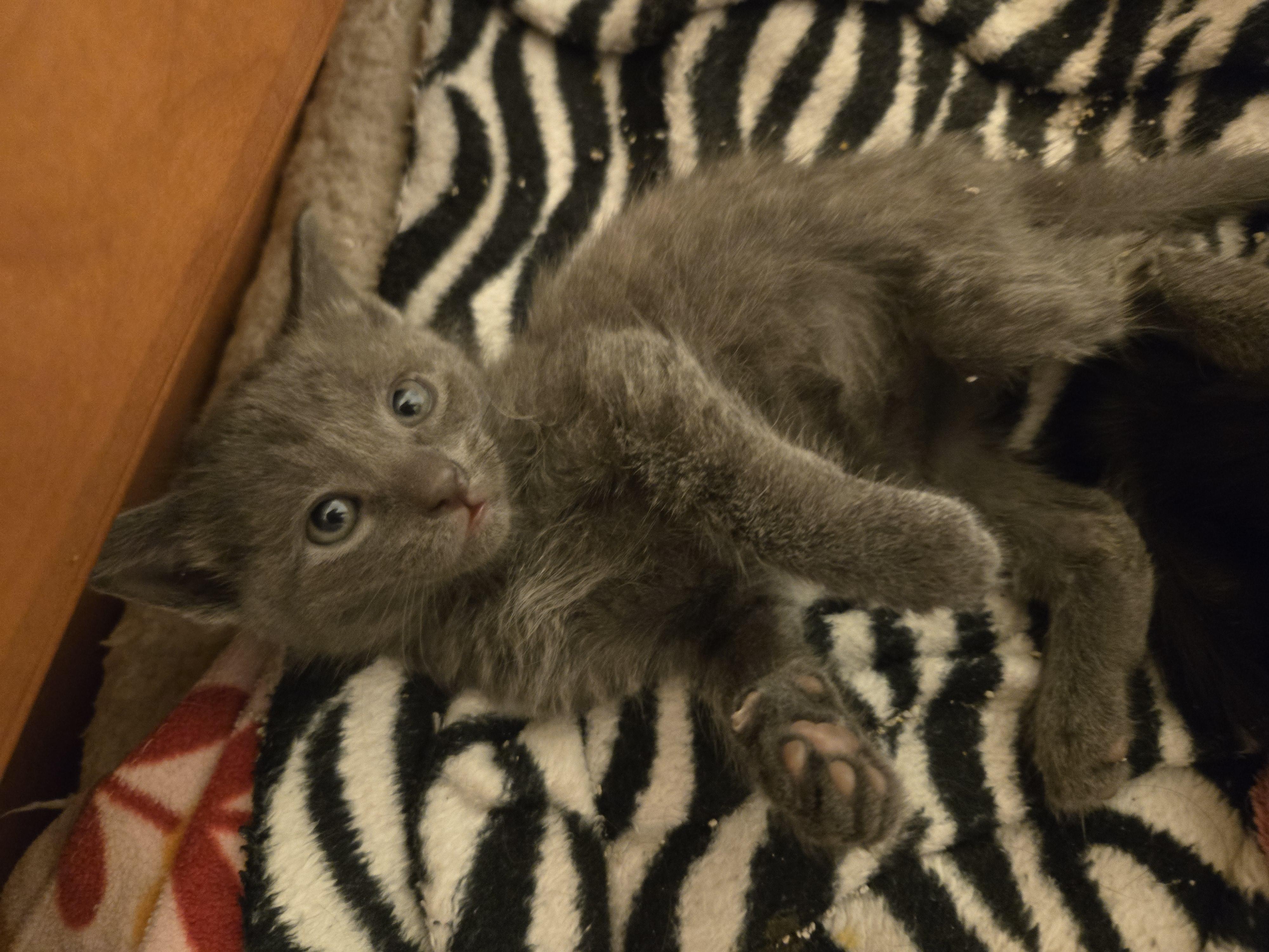 Enlarge Grey female kittens, a Adoptable Domestic Short Hair in Concord, OH image 2/6