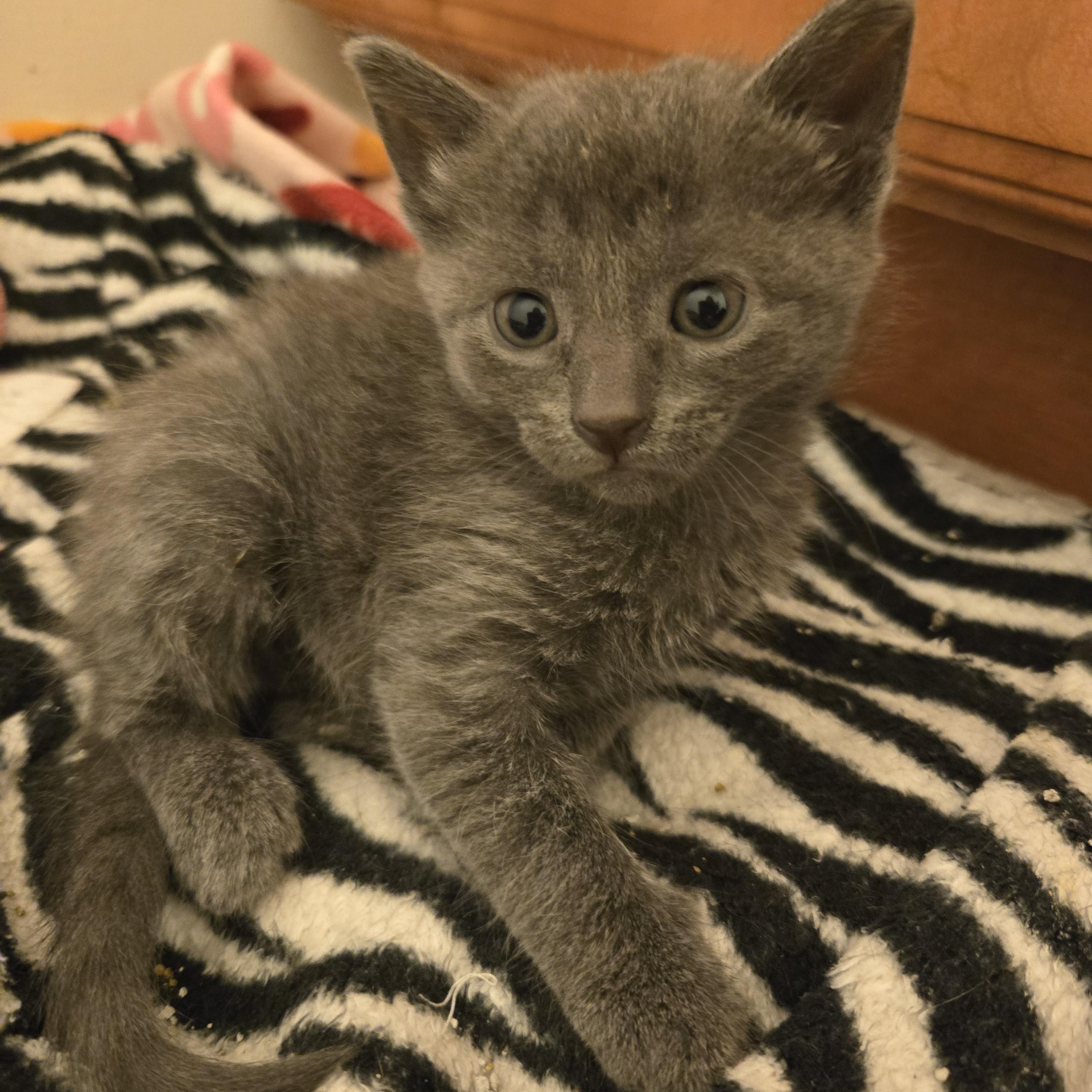 Grey female kittens, Adoptable, Kitten Female Domestic Short Hair.