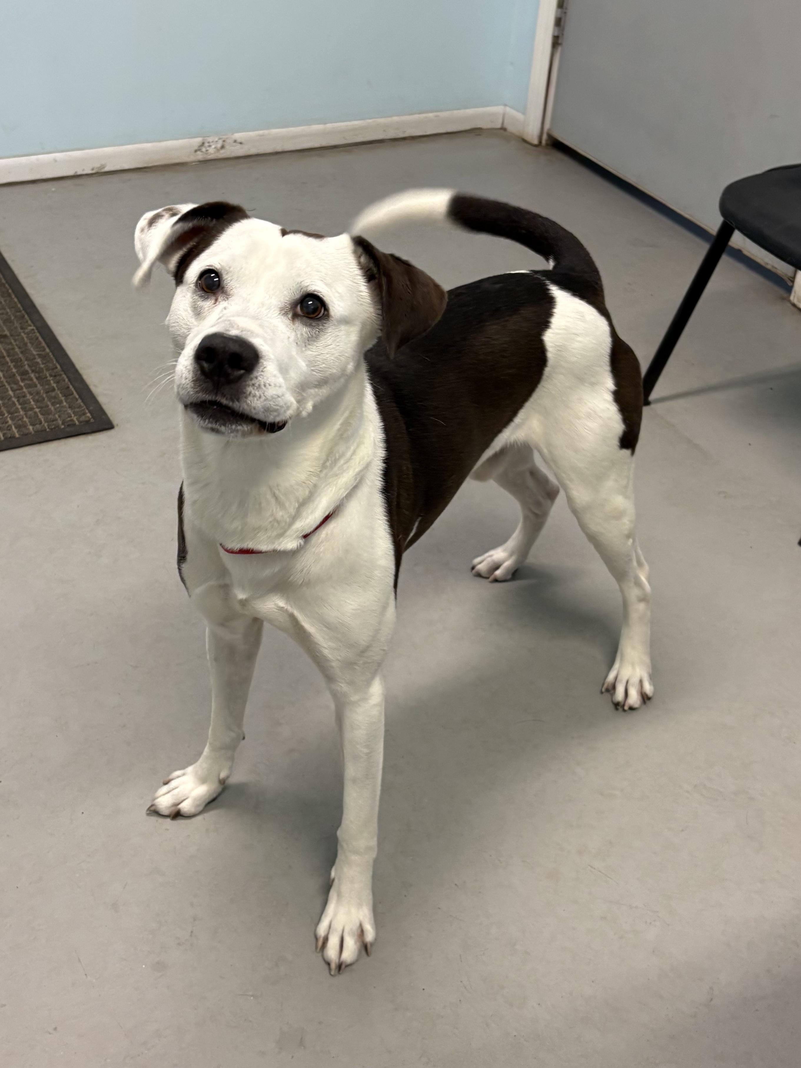 Myles, a ADOPTABLE Mixed Breed in Big Rapids, MI image 1/3