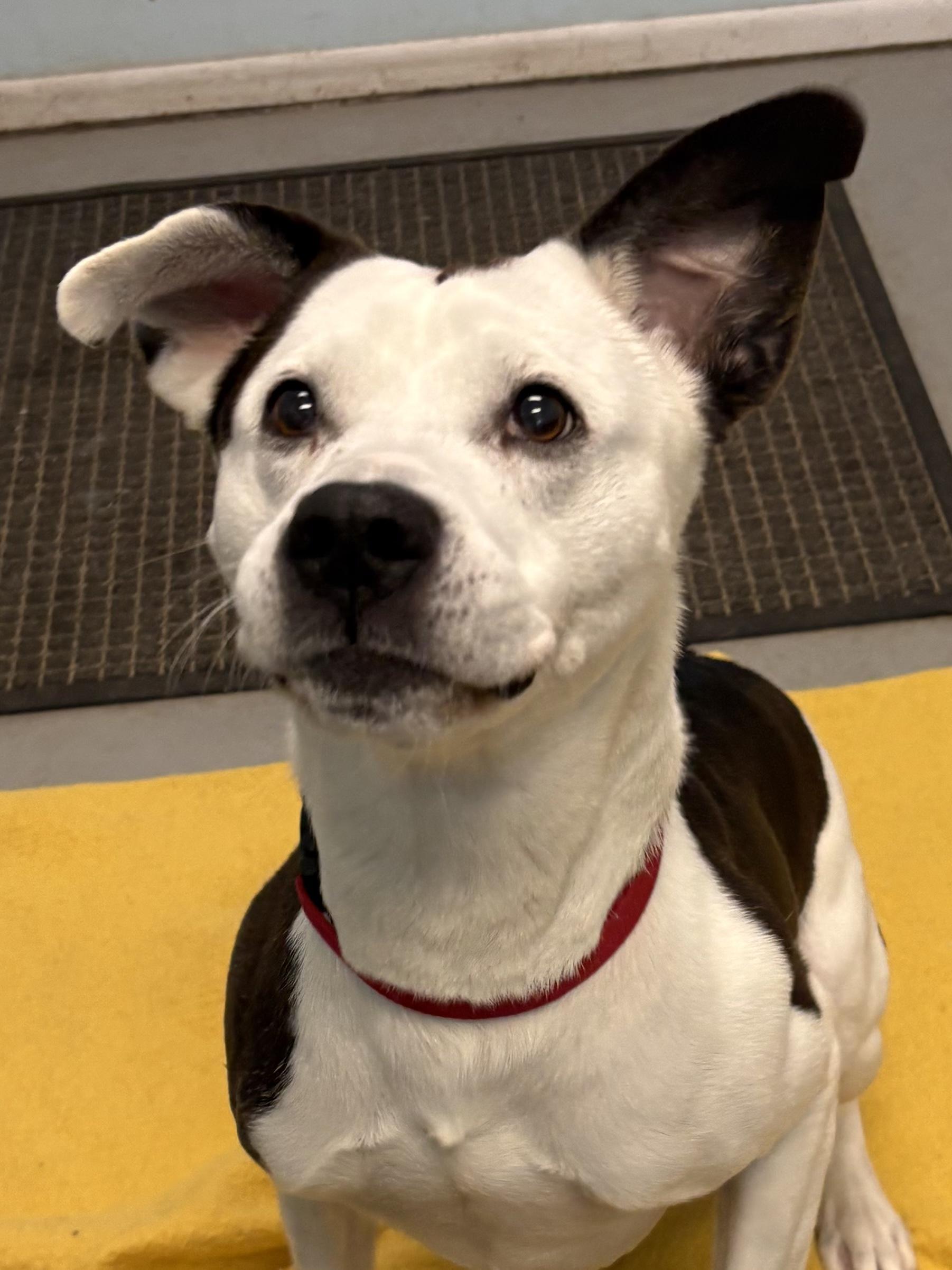 Myles, a ADOPTABLE Mixed Breed in Big Rapids, MI image 2/3