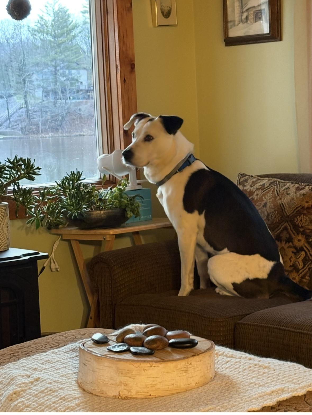 Enlarge Myles, a ADOPTABLE Mixed Breed in Big Rapids, MI image 4/5