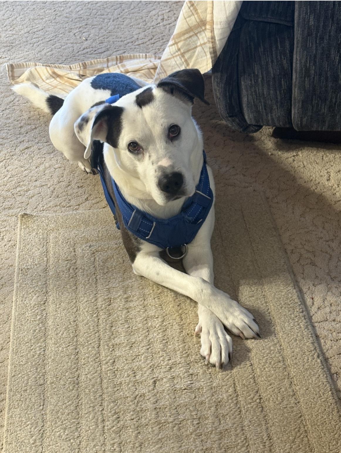 Enlarge Myles, a ADOPTABLE Mixed Breed in Big Rapids, MI image 5/5