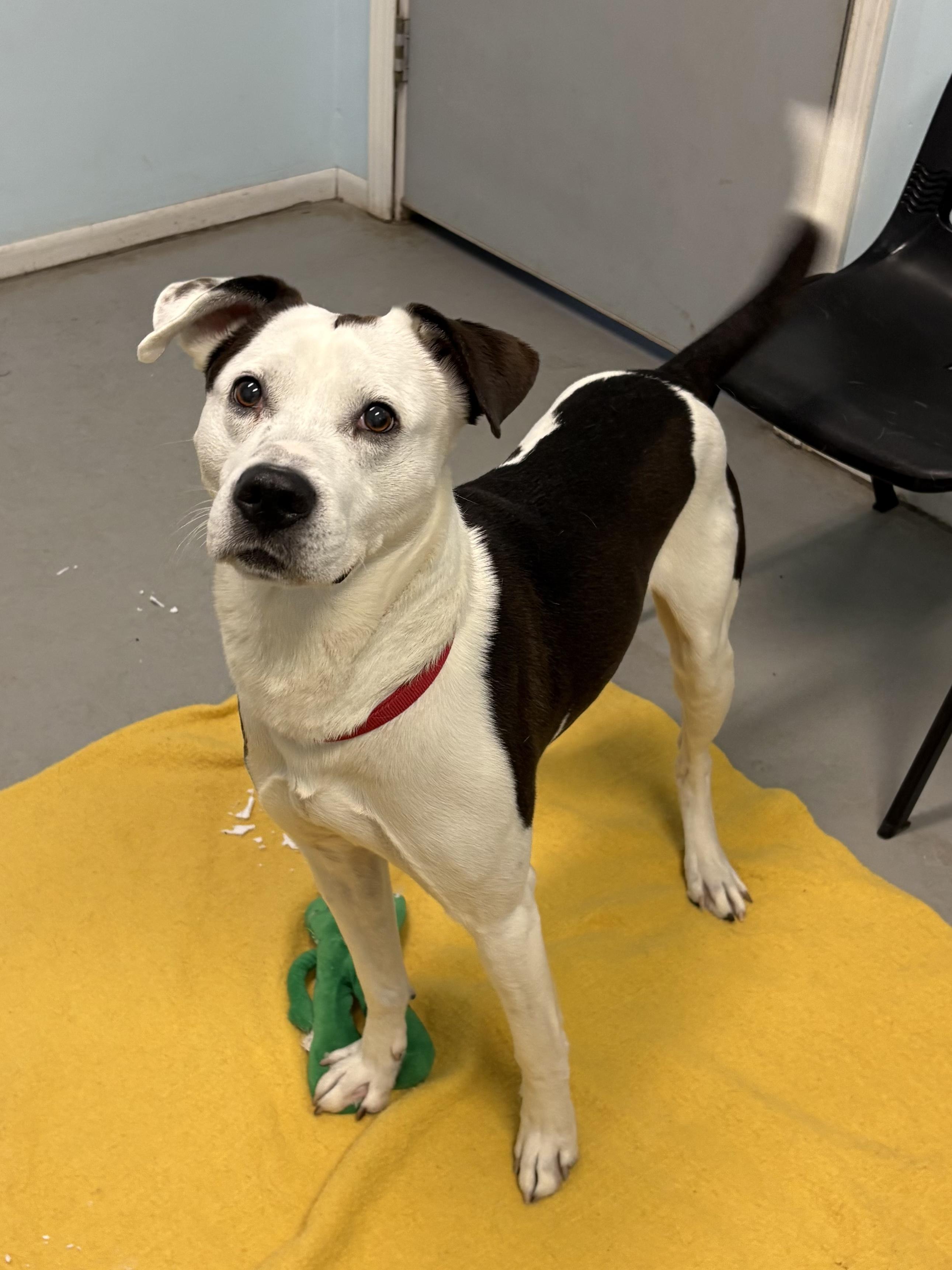 Myles, a ADOPTABLE Mixed Breed in Big Rapids, MI image 3/3