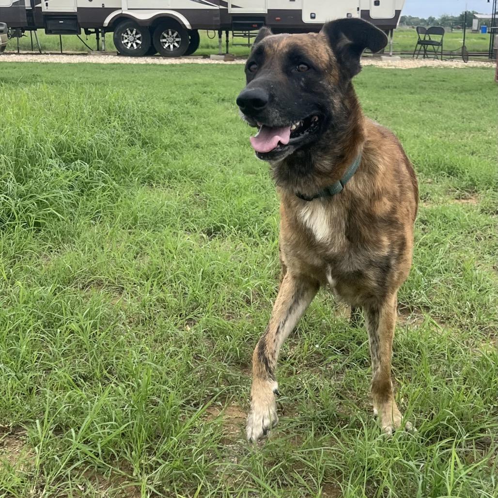 Chance(+), a Adoptable mixed breed in Floresville, TX image 1/6
