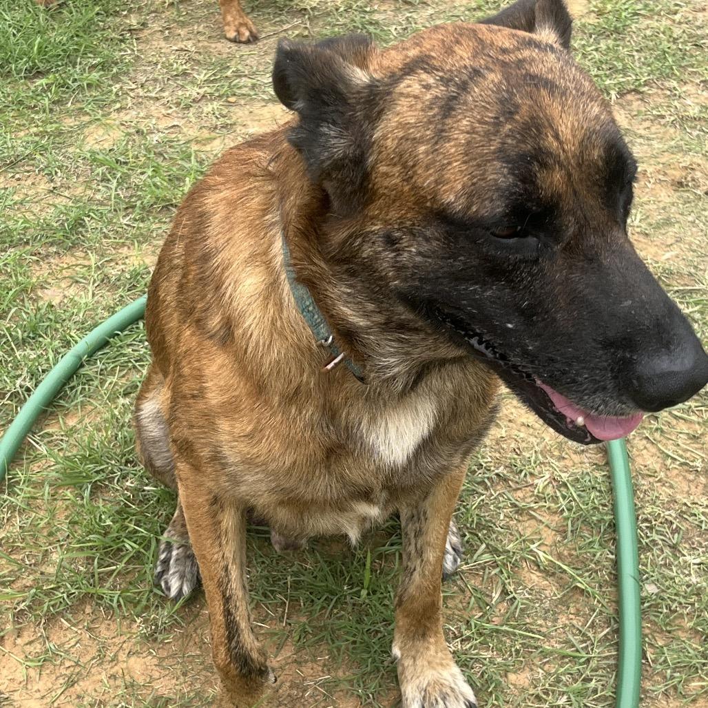 Chance(+), a Adoptable mixed breed in Floresville, TX image 2/6