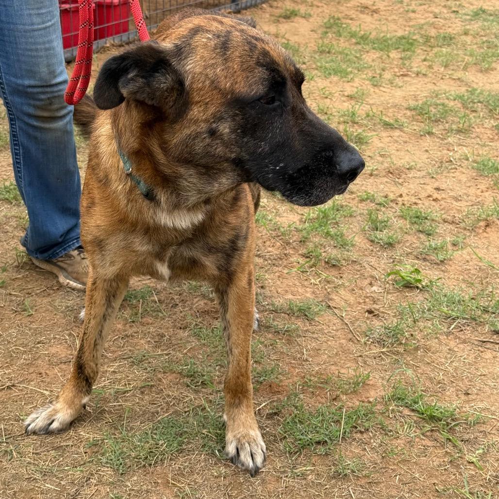 Chance(+), a Adoptable mixed breed in Floresville, TX image 3/6