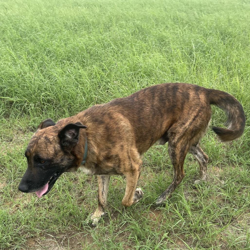 Chance(+), a Adoptable mixed breed in Floresville, TX image 4/6
