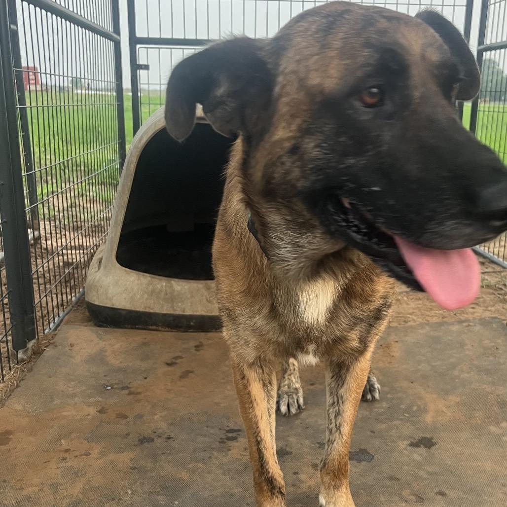 Chance(+), a Adoptable mixed breed in Floresville, TX image 5/6