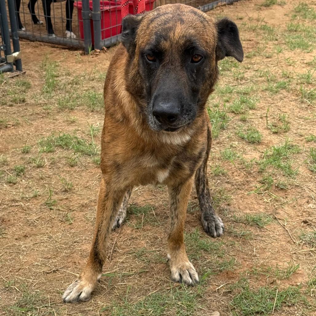 Chance(+), a Adoptable mixed breed in Floresville, TX image 6/6