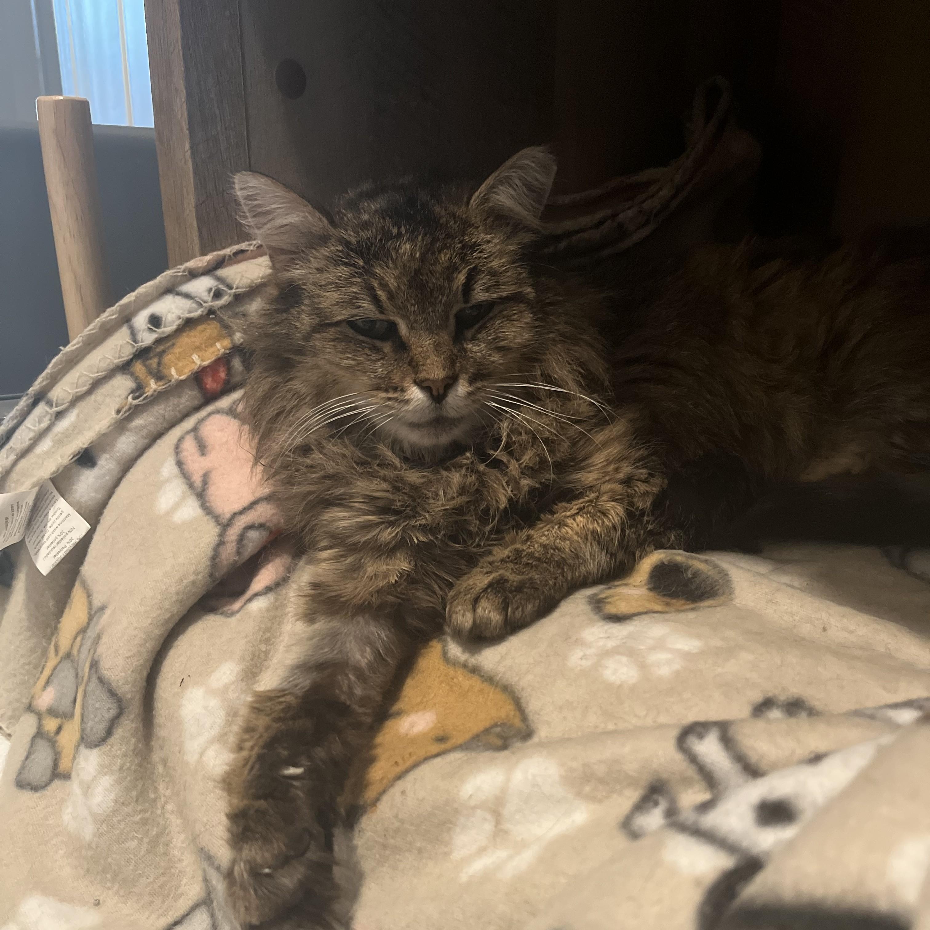 Enlarge Eirlys, a Adoptable Domestic Long Hair in Albany, NY image 2/4