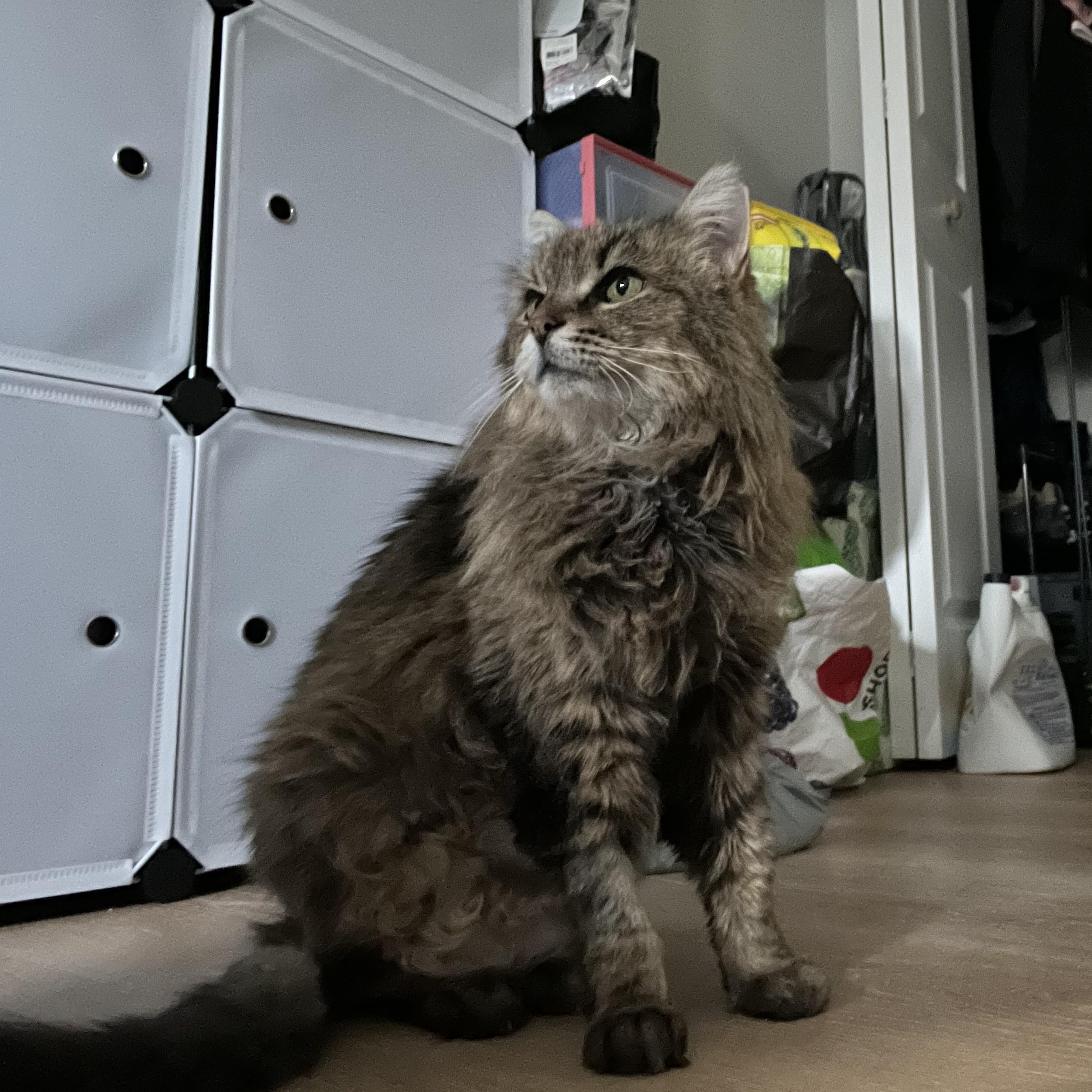 Enlarge Eirlys, a Adoptable Domestic Long Hair in Albany, NY image 1/4