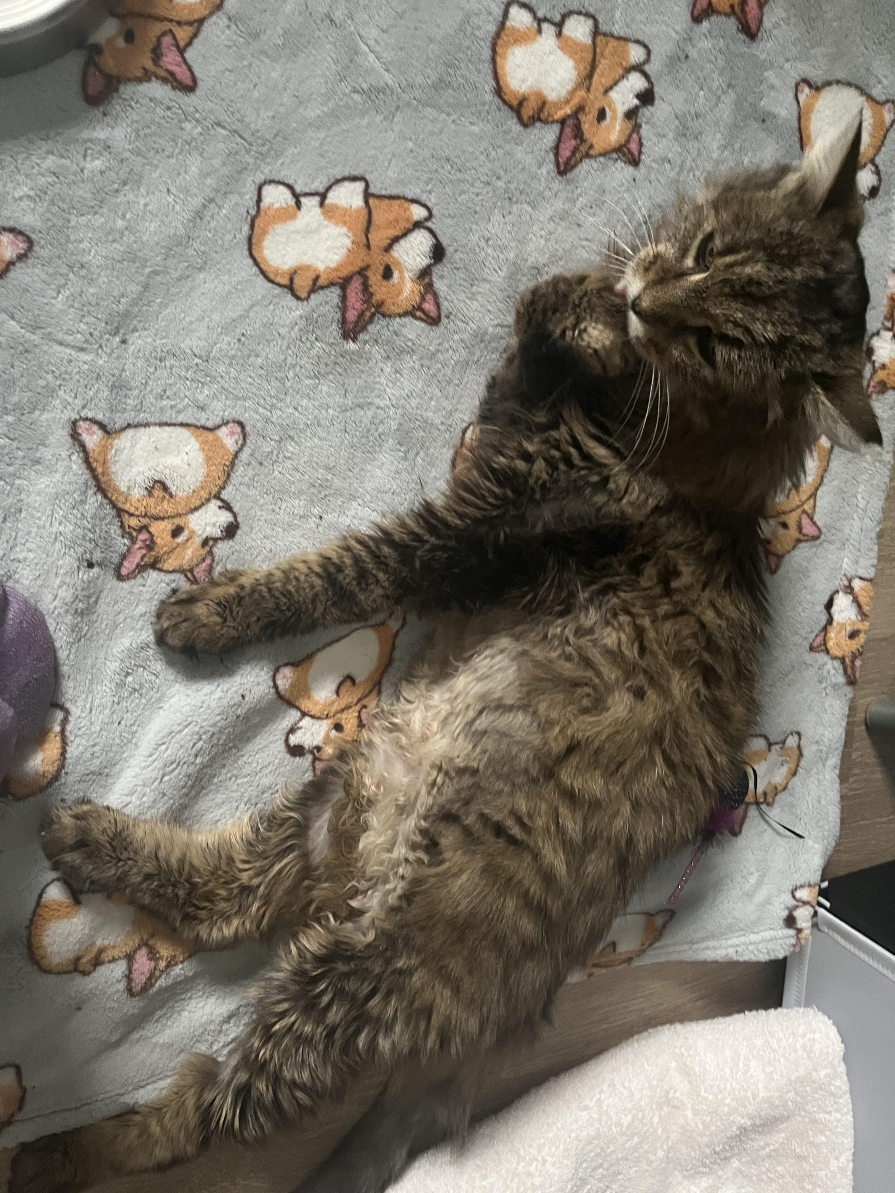 Enlarge Eirlys, a Adoptable Domestic Long Hair in Albany, NY image 4/4