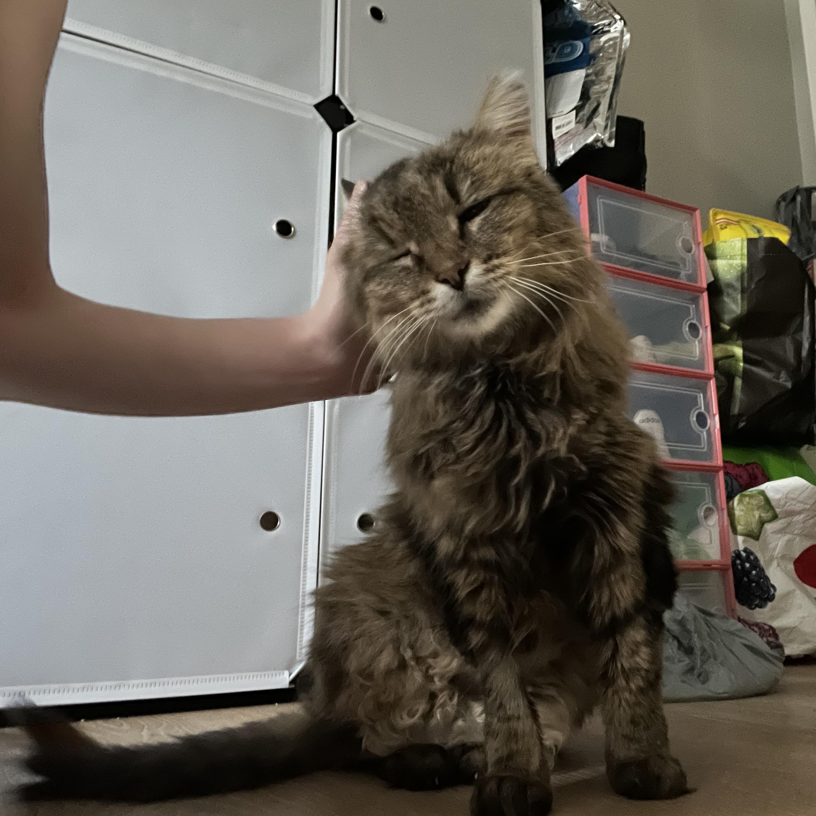 Enlarge Eirlys, a Adoptable Domestic Long Hair in Albany, NY image 3/4