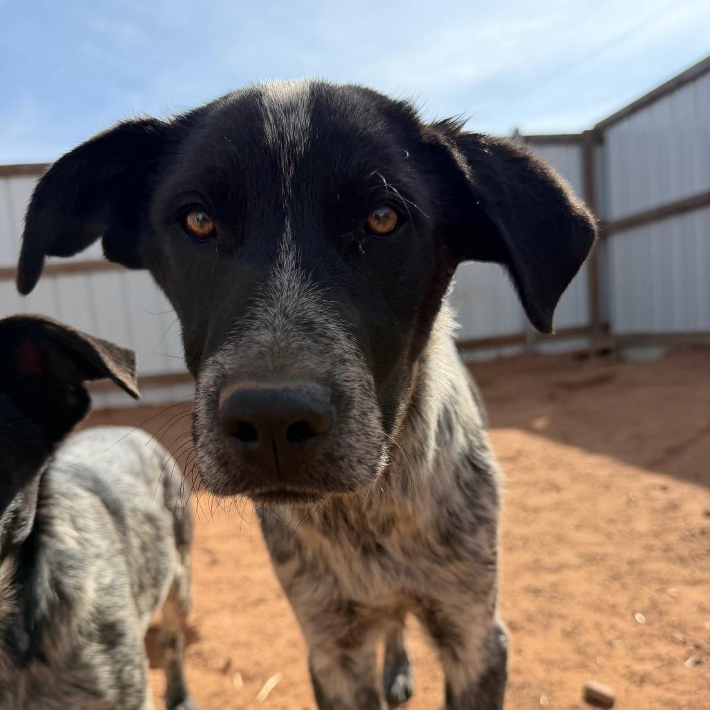 Enlarge Brangus, a Adoptable mixed breed in Moab, UT image 1/6