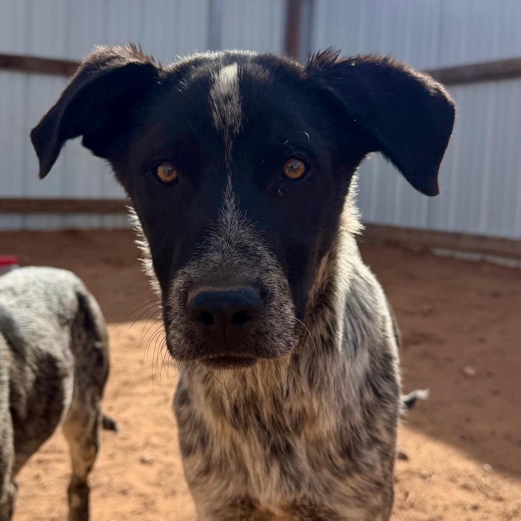 Brangus, Adoptable, Young Male Cattle Dog & Mixed Breed.