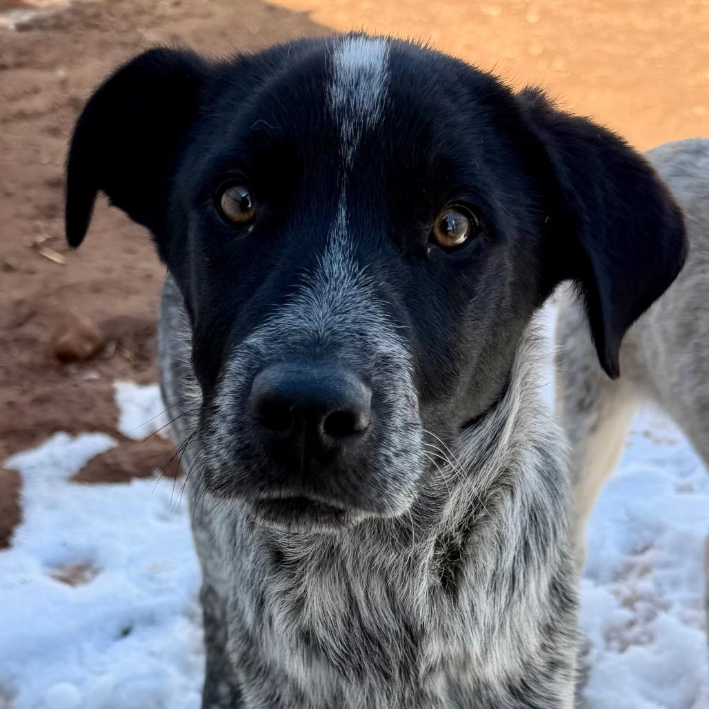 Enlarge Brangus, a Adoptable mixed breed in Moab, UT image 3/6