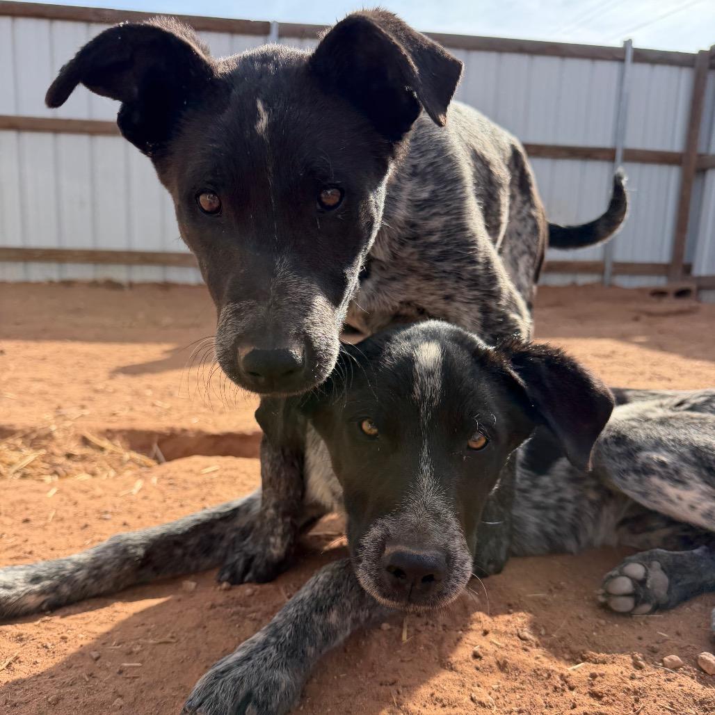 Enlarge Brangus, a Adoptable mixed breed in Moab, UT image 3/6