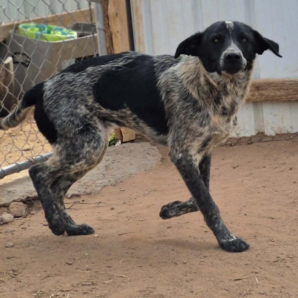 Enlarge Brangus, a Adoptable mixed breed in Moab, UT image 4/6