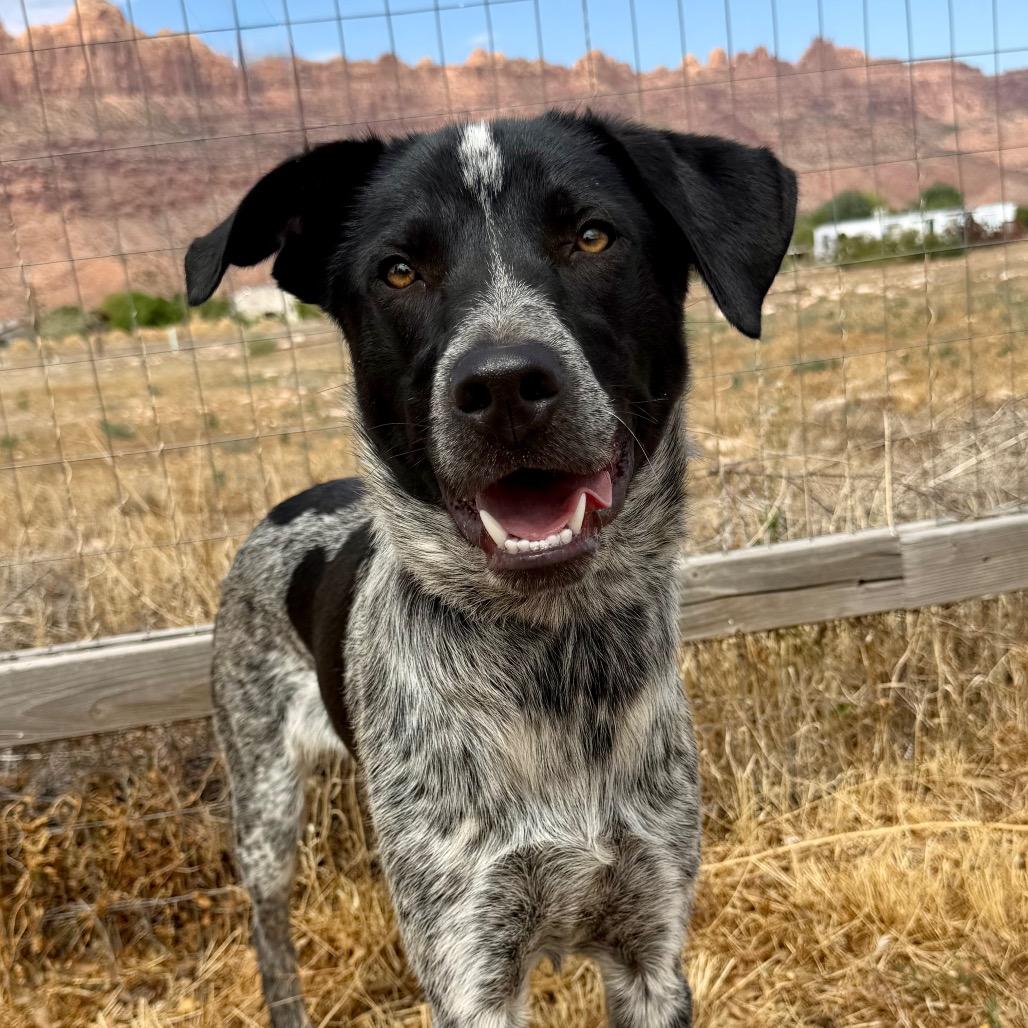 Enlarge Brangus, a Adoptable mixed breed in Moab, UT image 5/6